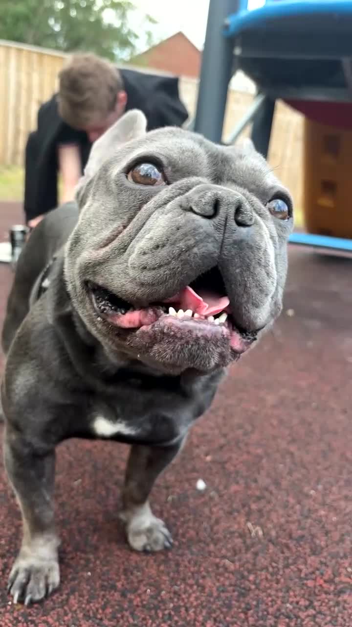 French Bulldog dogs for sale:  Loving Companion Seeking Forever Home 🏡 - Video 1