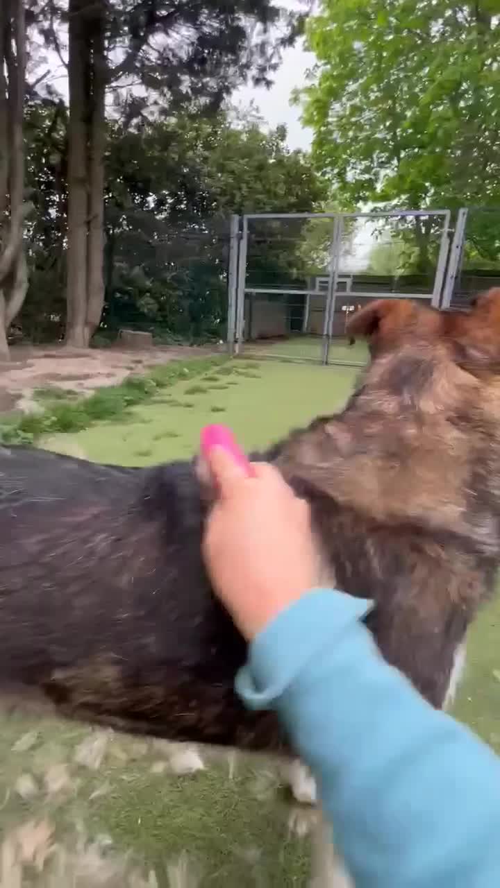 Mixed Breed dogs for adoption: Ralphie - Video 3