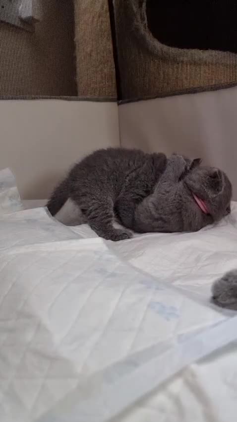 British Shorthair cats for sale: Full Paperwork BSH Kittens Ready 2 July 2026 - Video 1