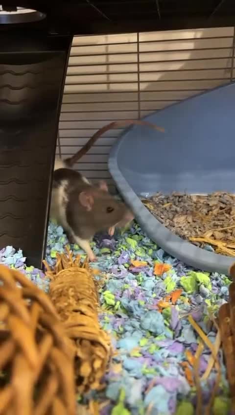 Rat rodents for sale: Two male rats  - Video 1