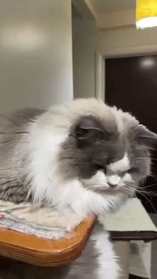 Ragdoll cats for sale: Retired King find new home - Video 1