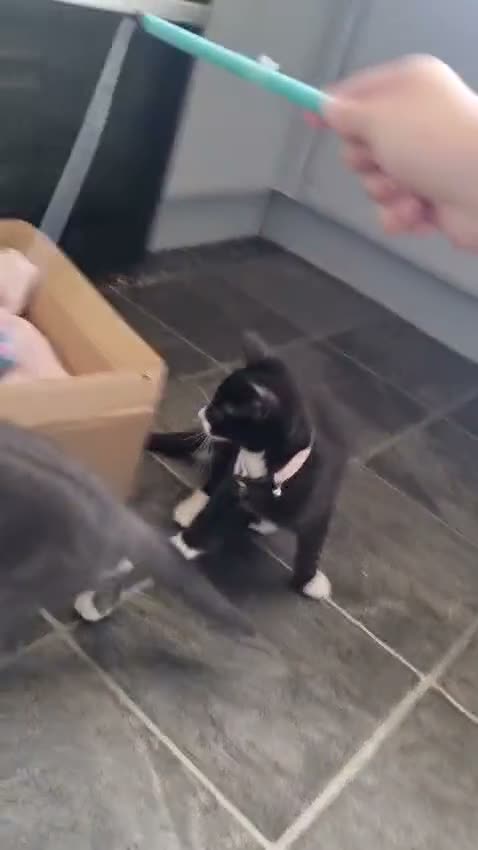 Mixed Breed cats for sale: Two male kittens both brother  - Video 1