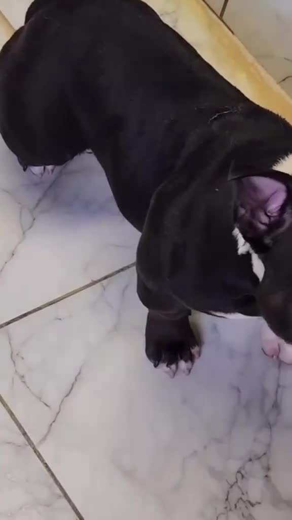 American Bully dogs for sale: American bully pocket female  - Video 4