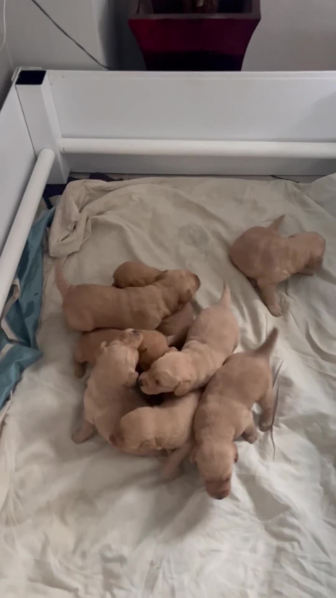 Labradoodle dogs for sale: Irresistible Labradoodle puppies  - Video 1