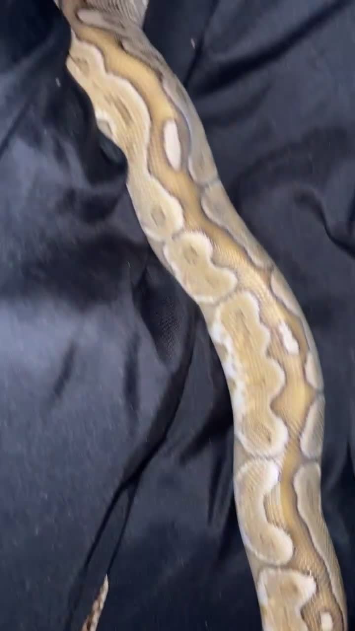 Python Snake reptiles for sale: female bamboo royal python in Hereford - Video 3