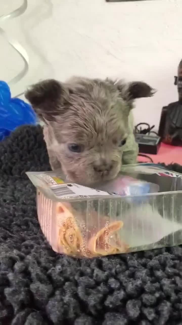 French Bulldog dogs for sale: FLUFFY  **  FULL FLUFFY FRENCHBULLDOGS😍😍 - Video 1