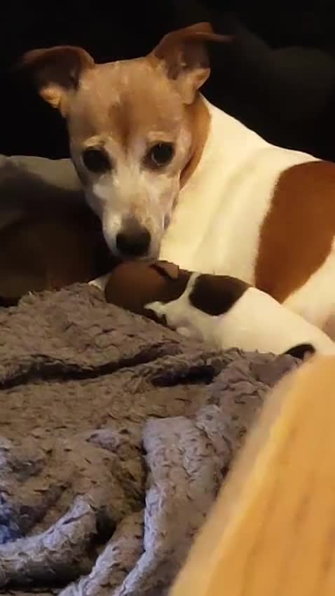 Jack Russell dogs for sale: Gorgeous miniature Jack Russell puppies  in Larkhall - Video 1
