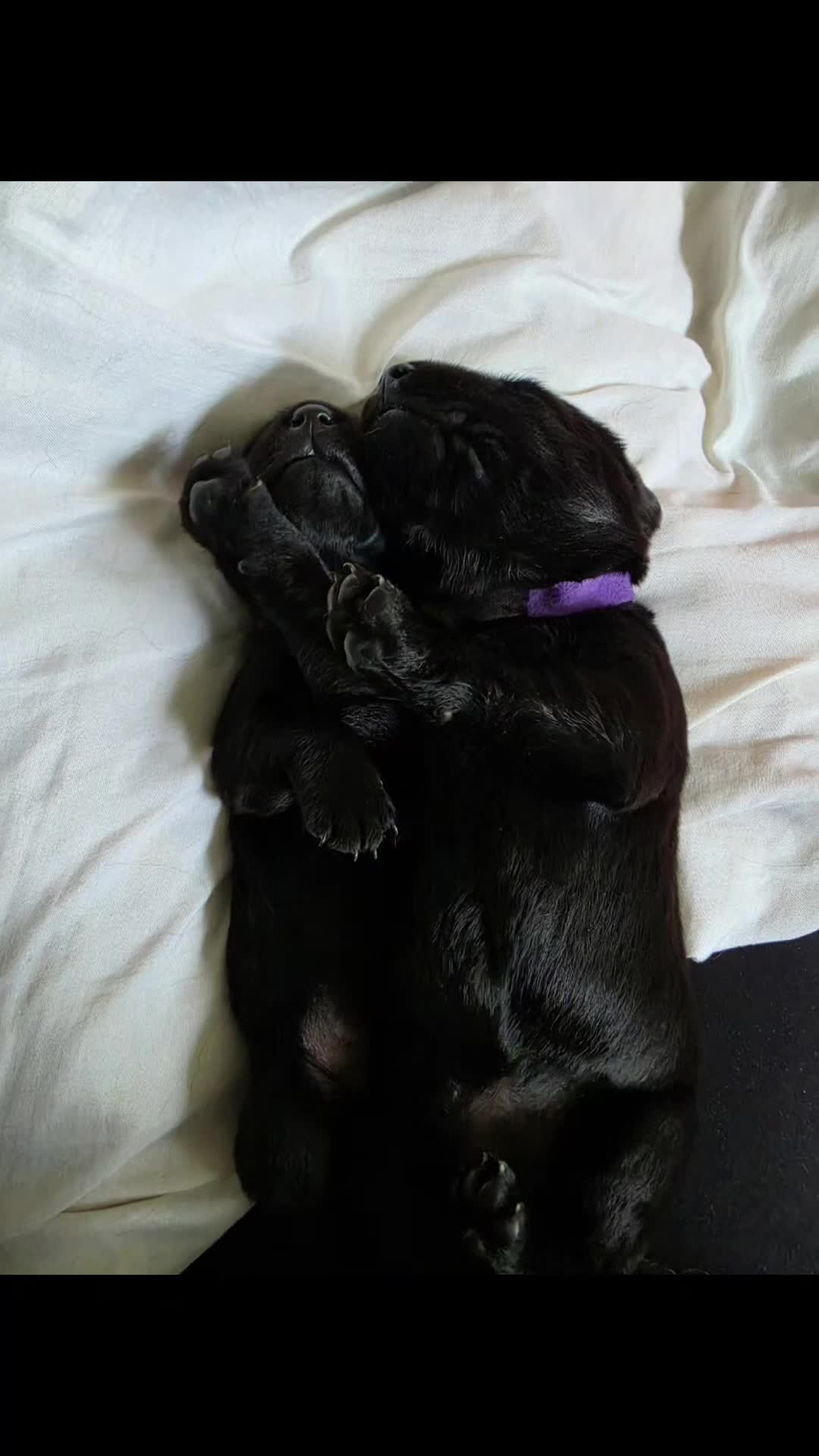 Labrador Retriever dogs for sale: Black and yellow labrador puppies - Video 1