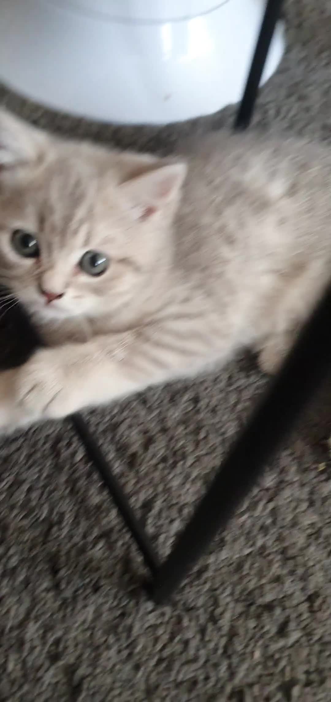 British Shorthair cats for sale: British Shorthair Blue & Black Gold Spotted Tabby  - Video 1