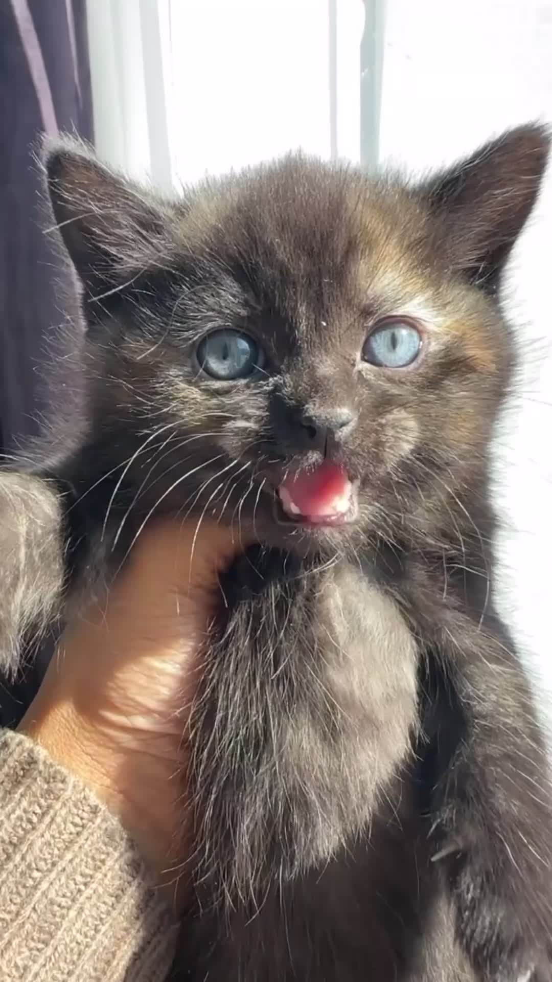 Mixed Breed cats for sale: Cute kittens - Video 5