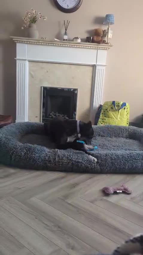 Mixed Breed dogs for adoption: ❤️🐶 SYLVIE – PLEASE DON'T LET HER GO BACK  in Leicester - Video 1