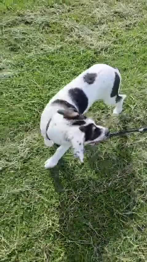 Mixed Breed dogs for sale: Mabel – German Shepherd × Border Collie in Colchester - Video 1