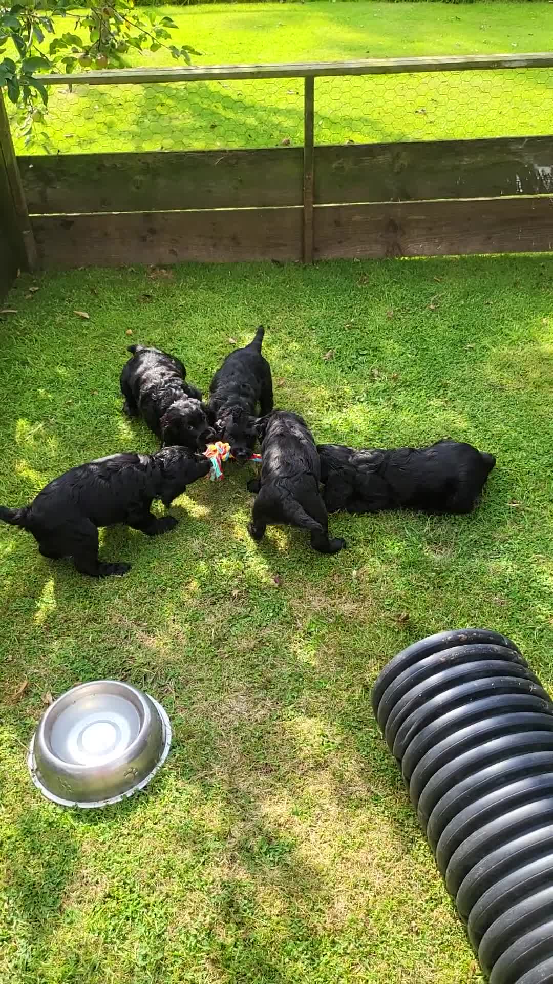 Cocker Spaniel dogs for sale: Beautiful Working Cocker Puppies - Video 1