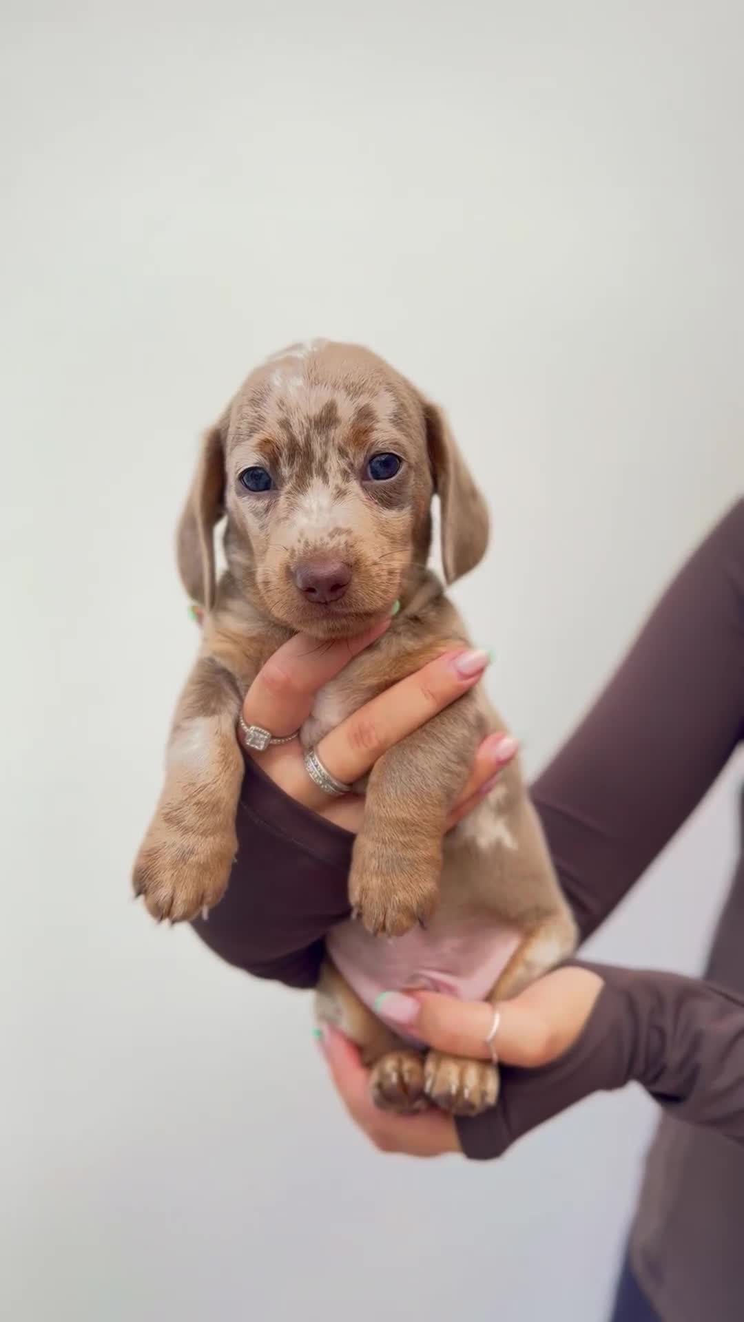 Miniature Dachshund dogs for sale: !! REDUCED !! LAST BOY LEFT!! - Video 4