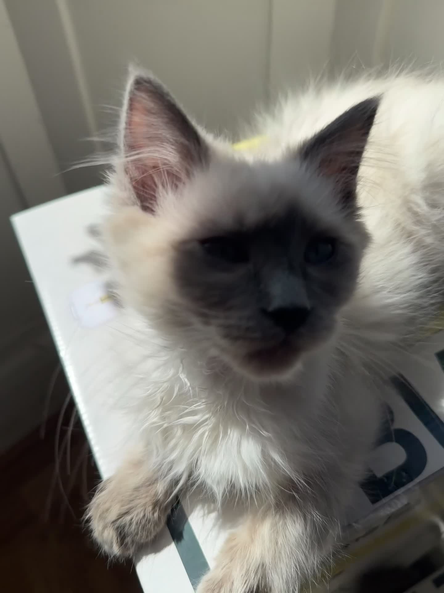 Ragdoll cats for sale: Ragdoll kittens Ready Now  - Video 2