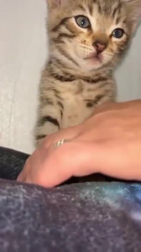 Bengal cats for sale: Bengal x kittens x3 males  - Video 1