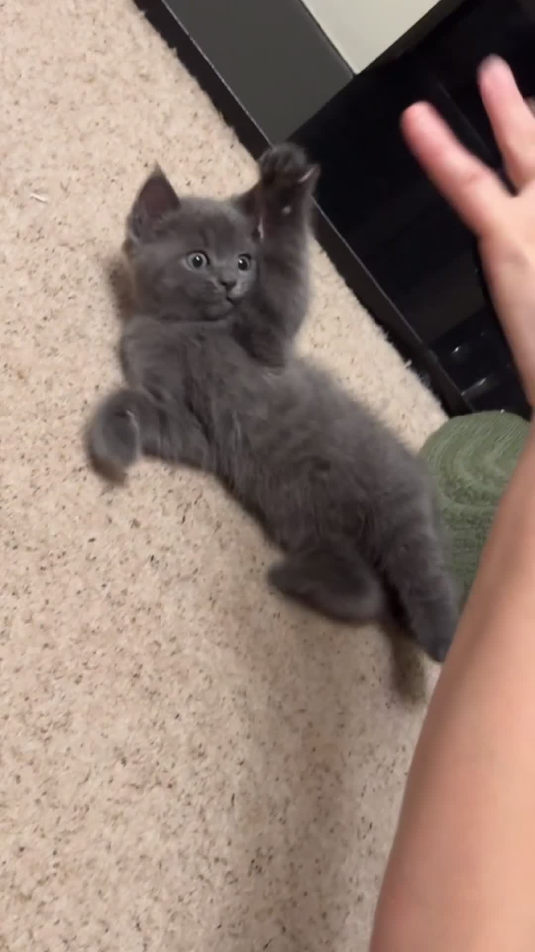 Mixed Breed cats for sale: Ragdoll x British short hair kitten - Video 2
