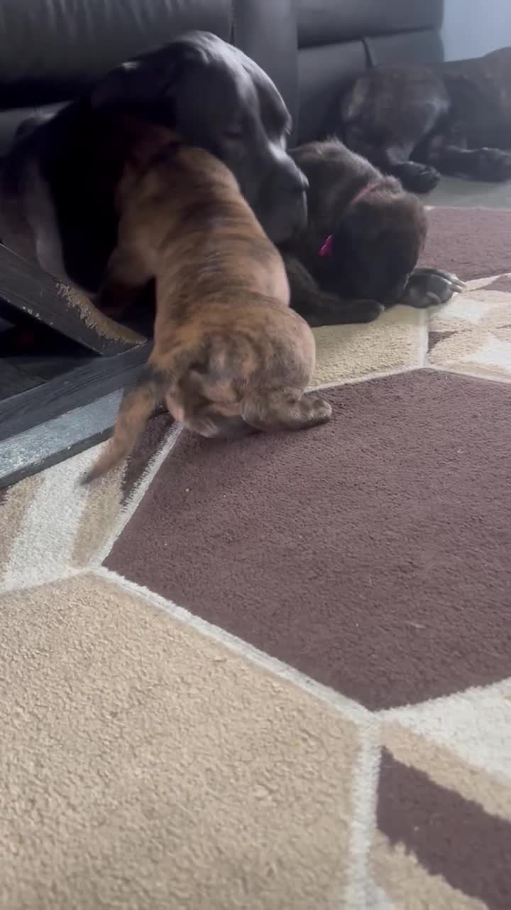 Cane Corso dogs for sale: Chunky Cane Corso Cross Pups – Ready Next Week! - Video 5