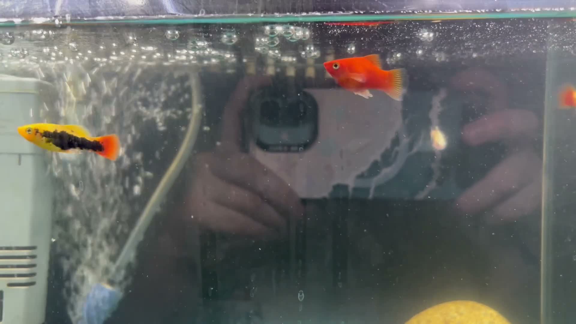 Platies fish for sale: URGENT. PLATY + 1 MINNOW NEED REHOMING in Burton-on-Trent - Video 1