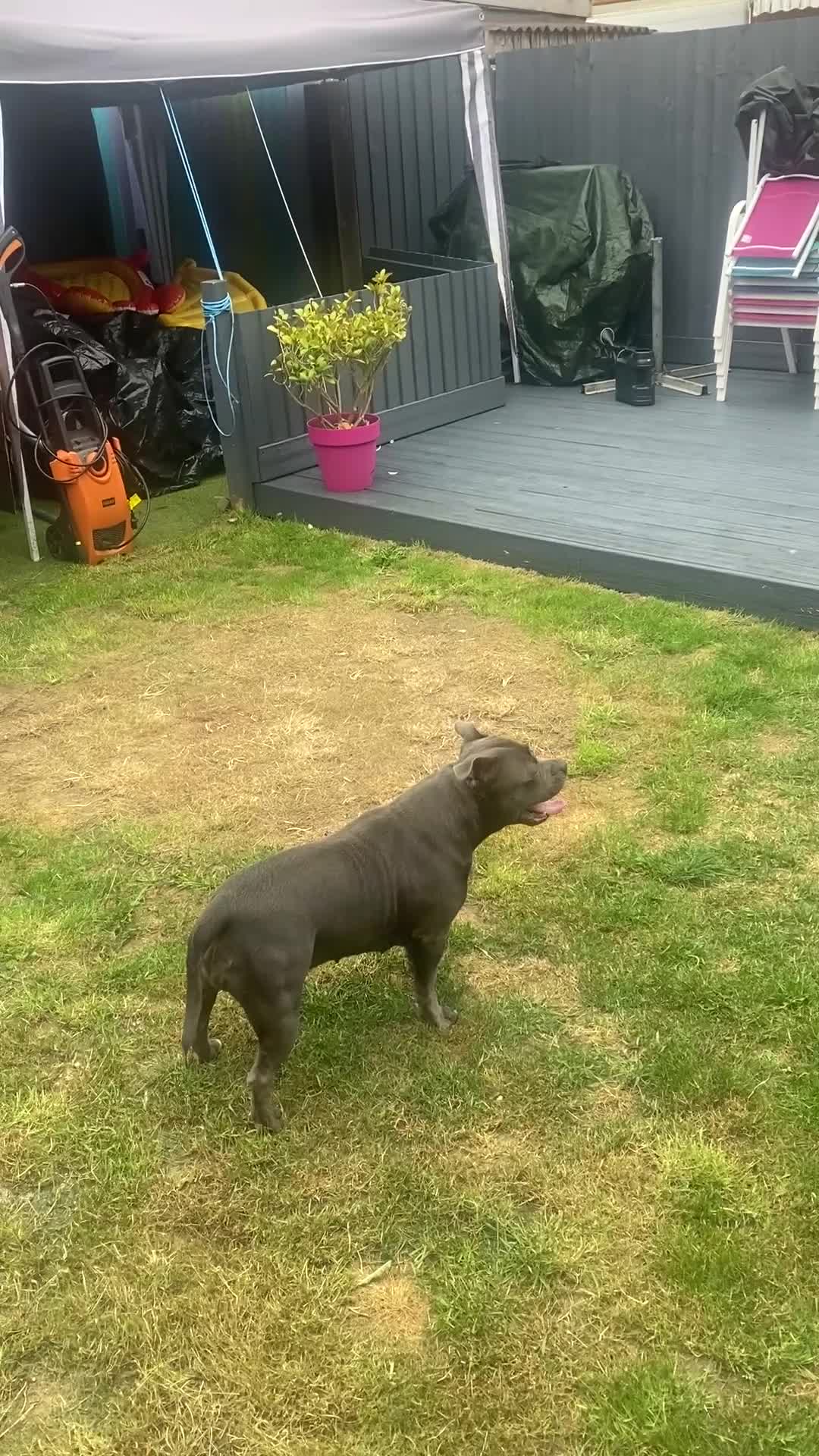Staffordshire Bull Terrier dogs for sale: Blue Staffordshire  - Video 1