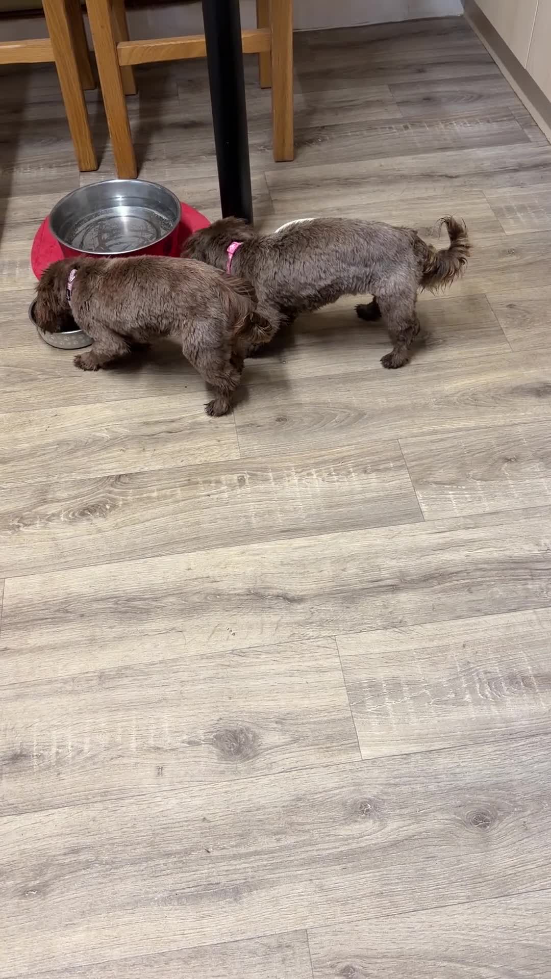 Shih Tzu dogs for sale: Imperial shihtzu in Retford - Video 1