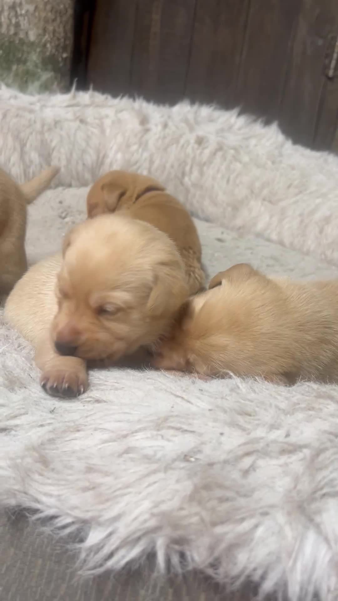 Labrador Retriever dogs for sale: Exceptional red fox Labrador  in Washington - Video 1