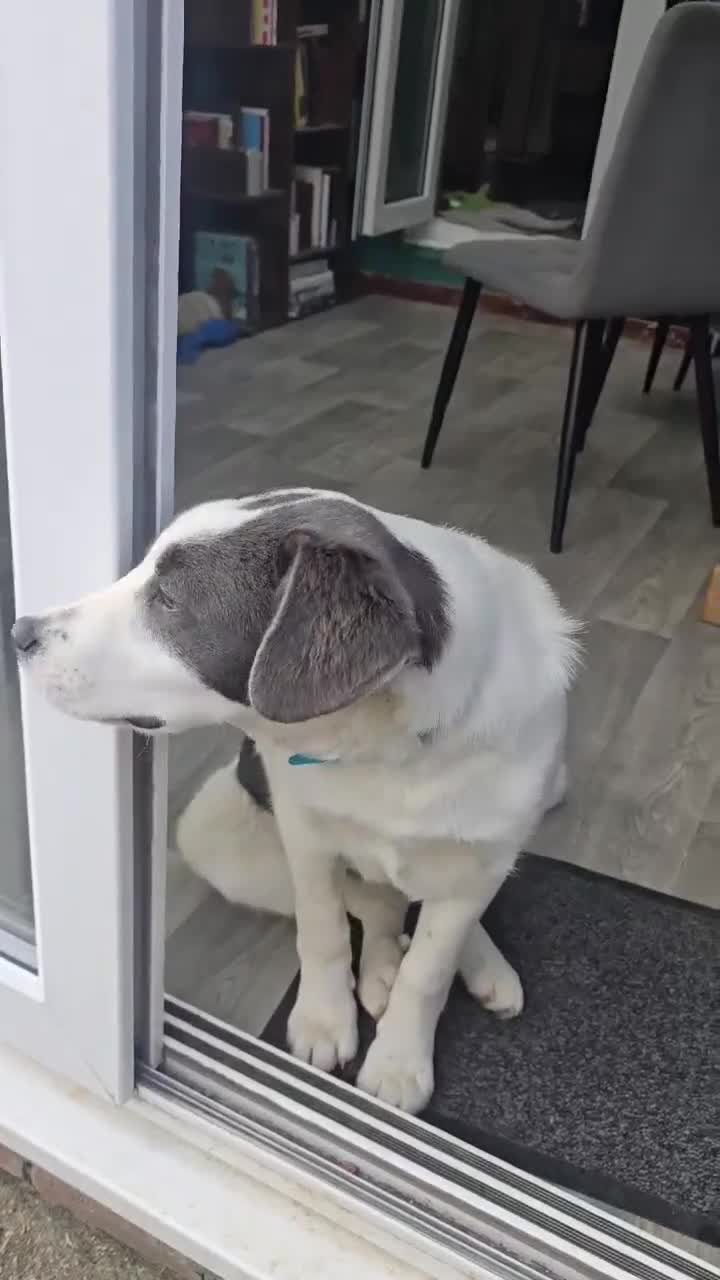 Mixed Breed dogs for adoption: Yang for adoption in Hastings - Video 1