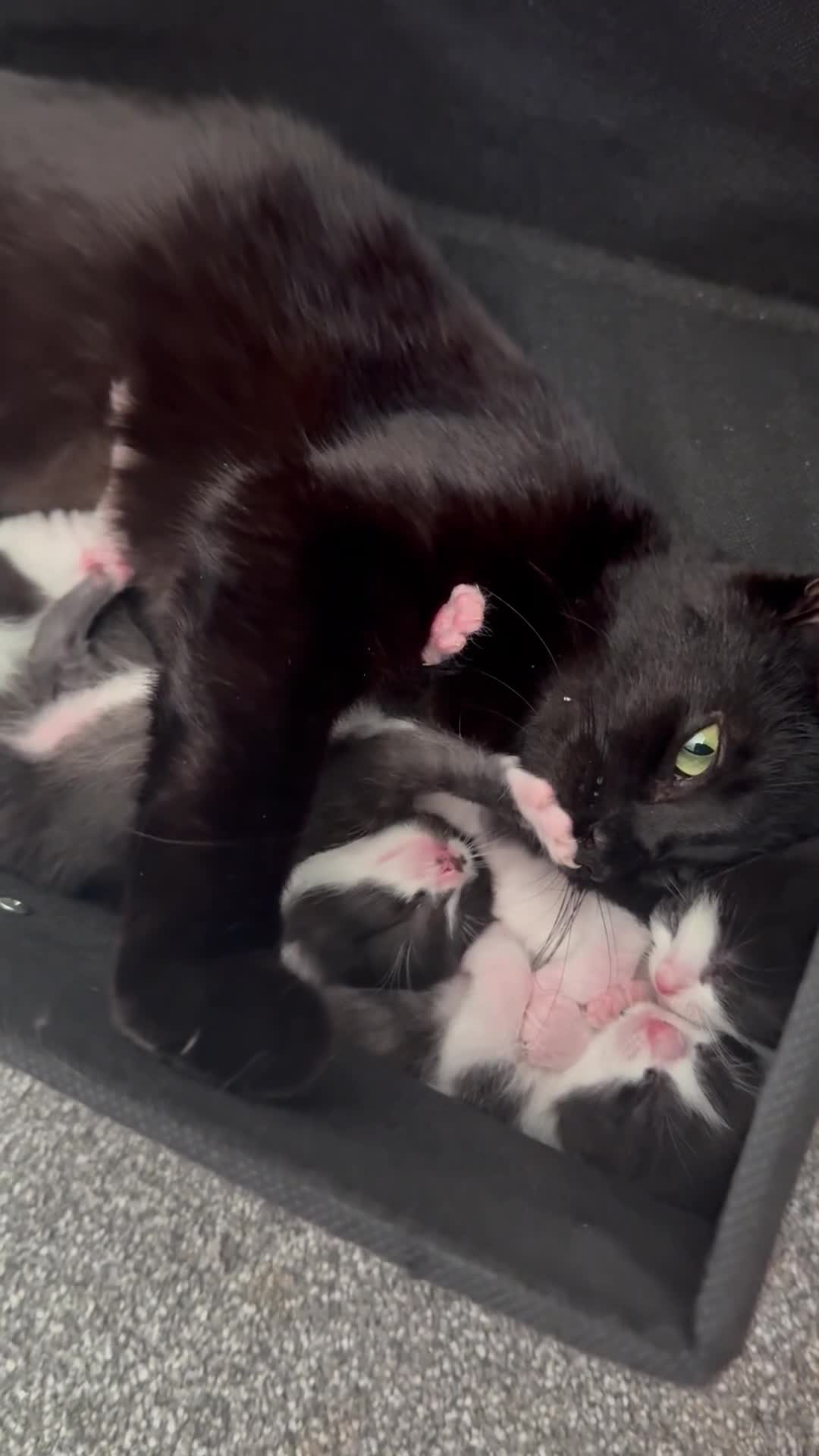 British Longhair cats for sale: Girl kittens for sale  in St. Neots - Video 2