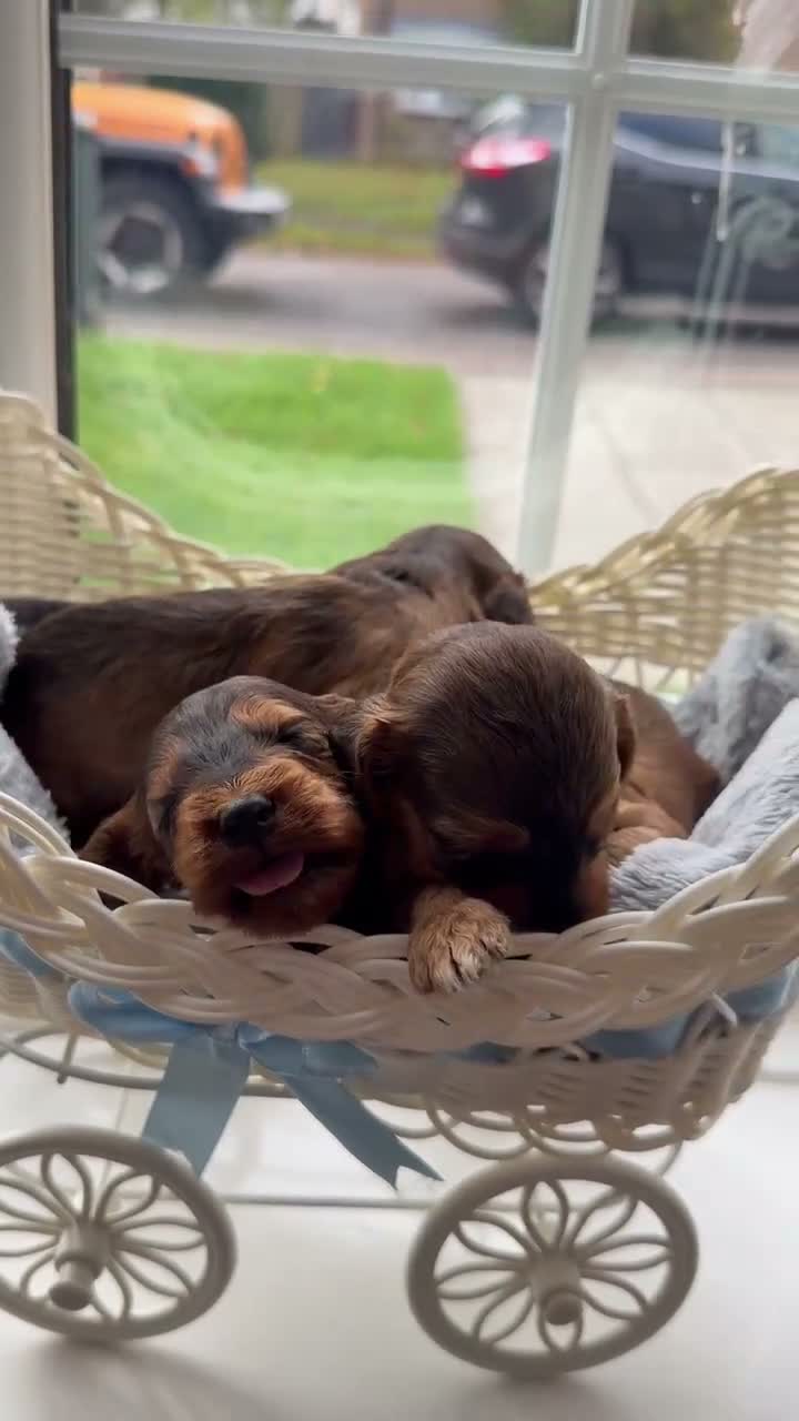 Cockapoo dogs for sale: beautiful f1 cockapoo’s - Video 3