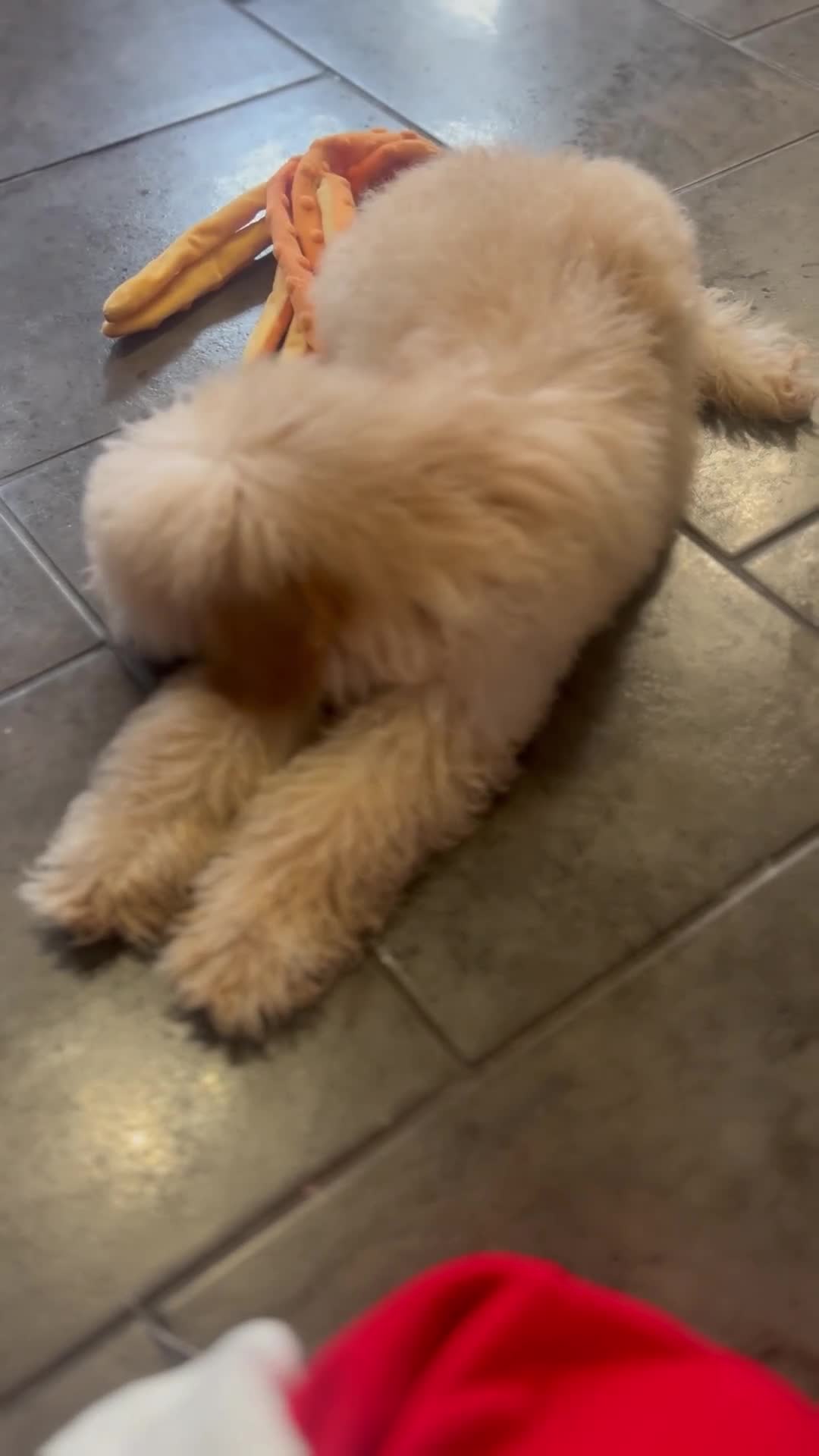 Mixed Breed dogs for sale: Miniature Poodle Female Pup  - Video 1