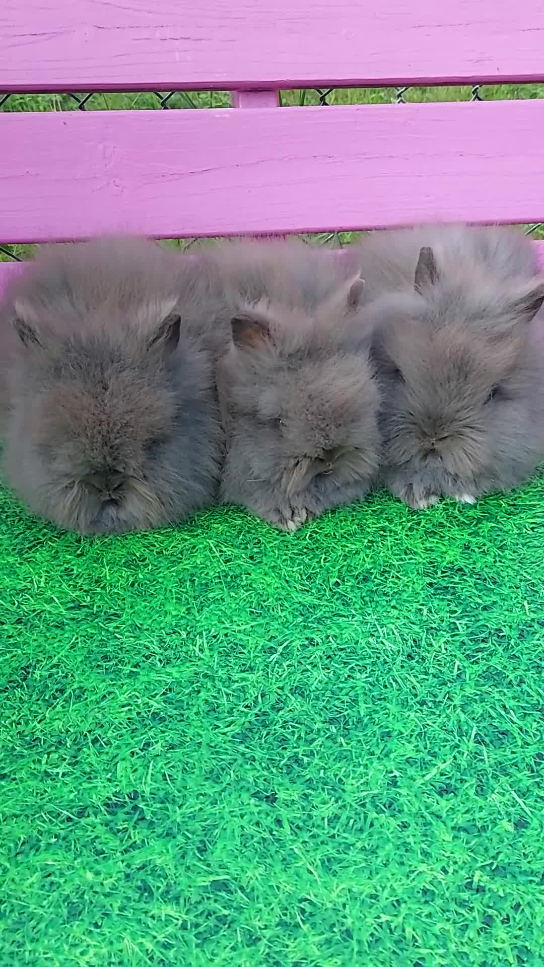 Lionhead rabbits for sale: Absolutely Gorgeous Chocolate DM Lionhead Babies - Video 1