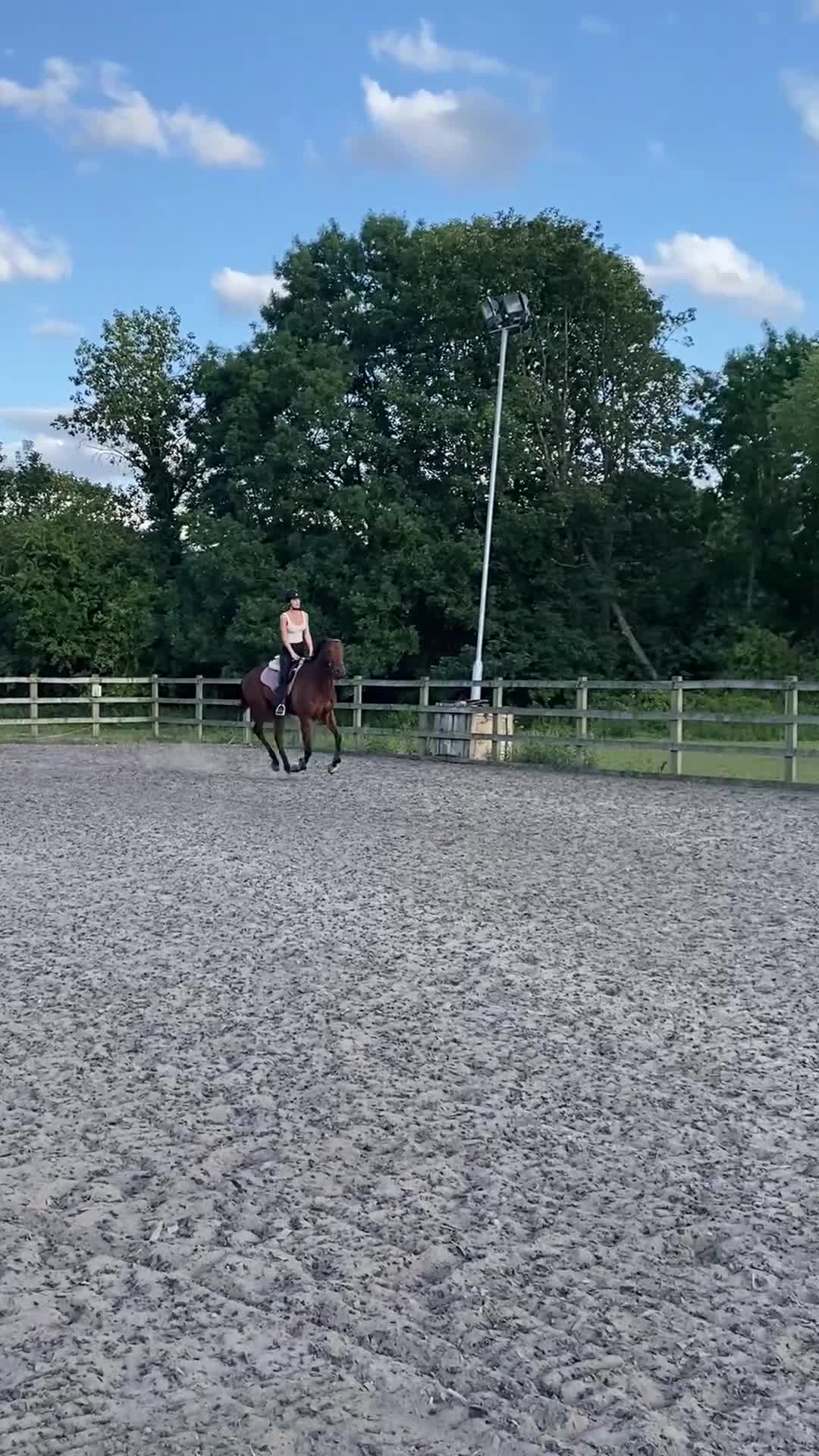 Irish Thoroughbred horses for sale: Freddy measuring between 15.2 and 15.3 - Video 4