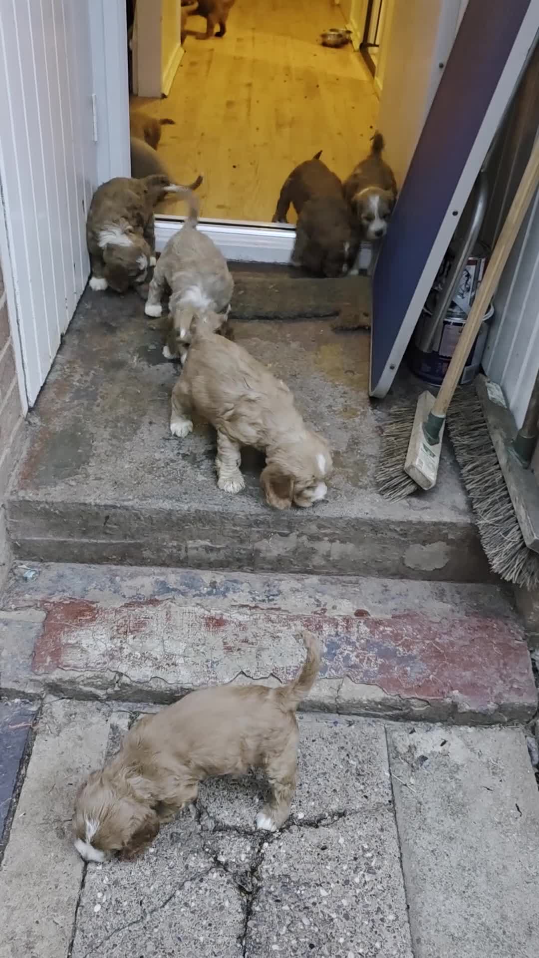 Cockapoo dogs for sale: Stunning cockapoo puppies  - Video 1