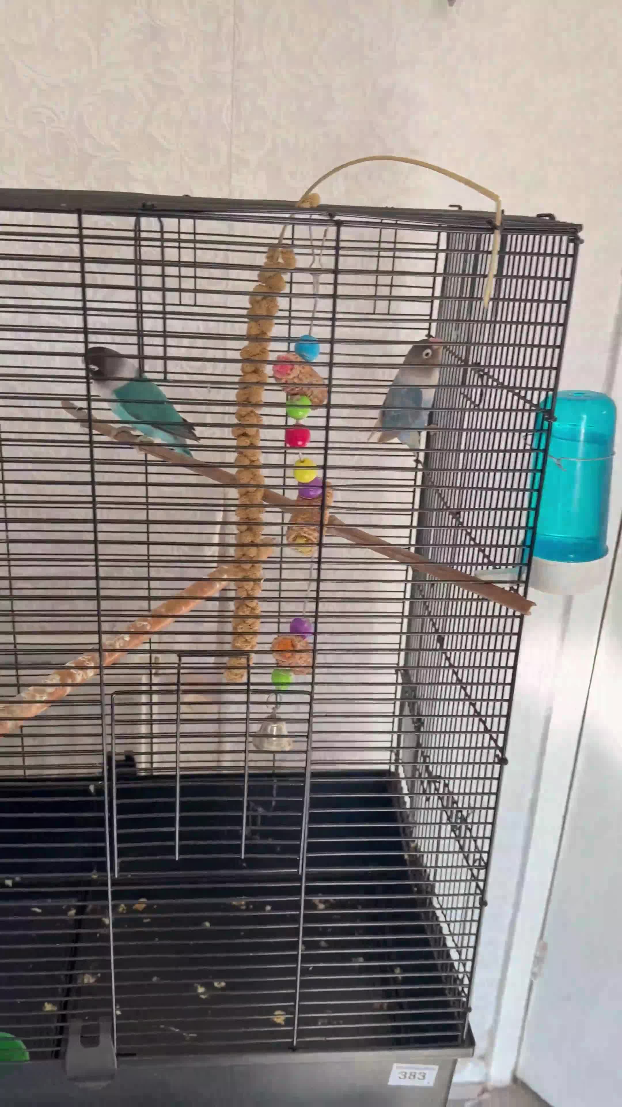 Lovebirds birds for sale: pairs of love birds breeding pairs with cage - Video 1