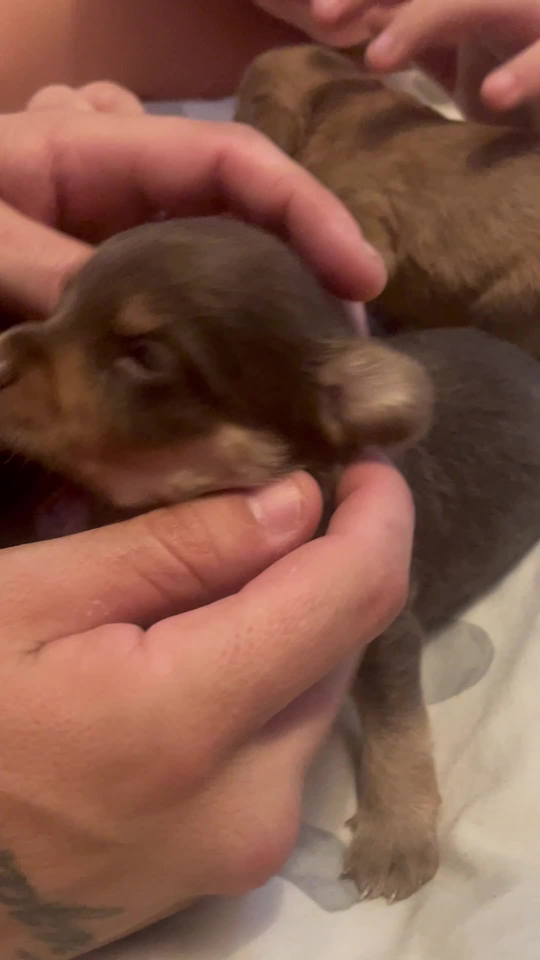 Mixed Breed dogs for sale: Cockapoo cross pups - Video 2
