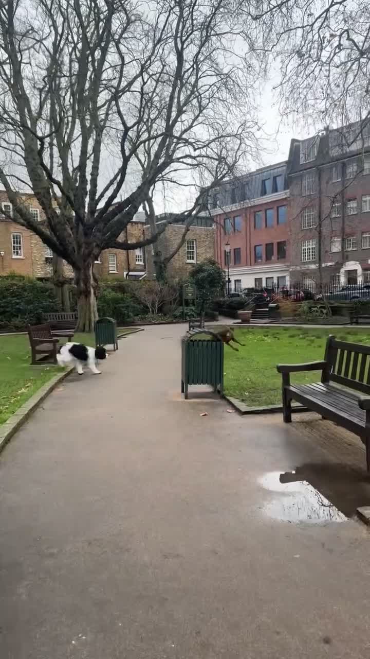 Dobermann dogs for sale: Dobermann pup (KC Registered Exceptional Parents) - Video 1