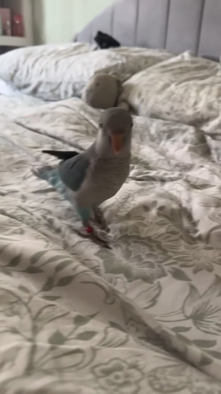 Parrots birds for sale: Tame talking Quaker parrot with cage - Video 1