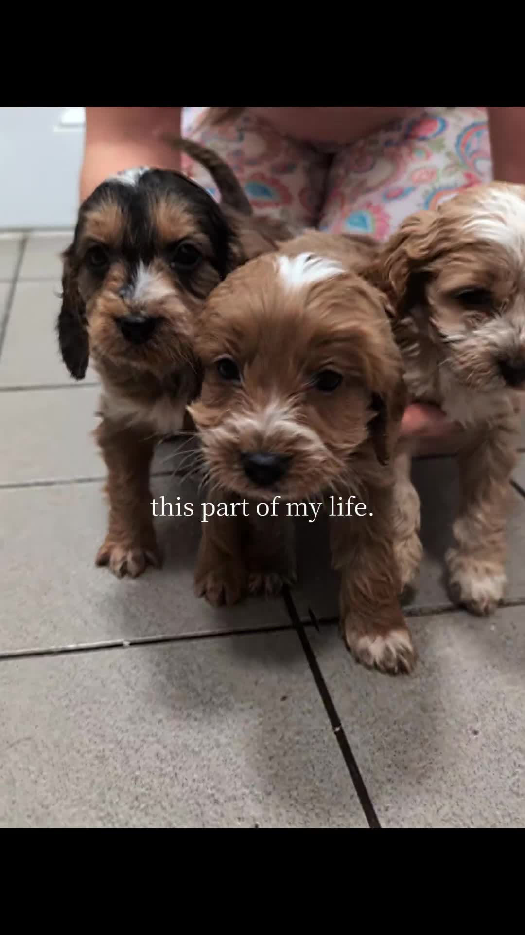 Cockapoo dogs for sale: Showtype F1 Cockapoos! Parents DNA Clear ✅ - Video 2