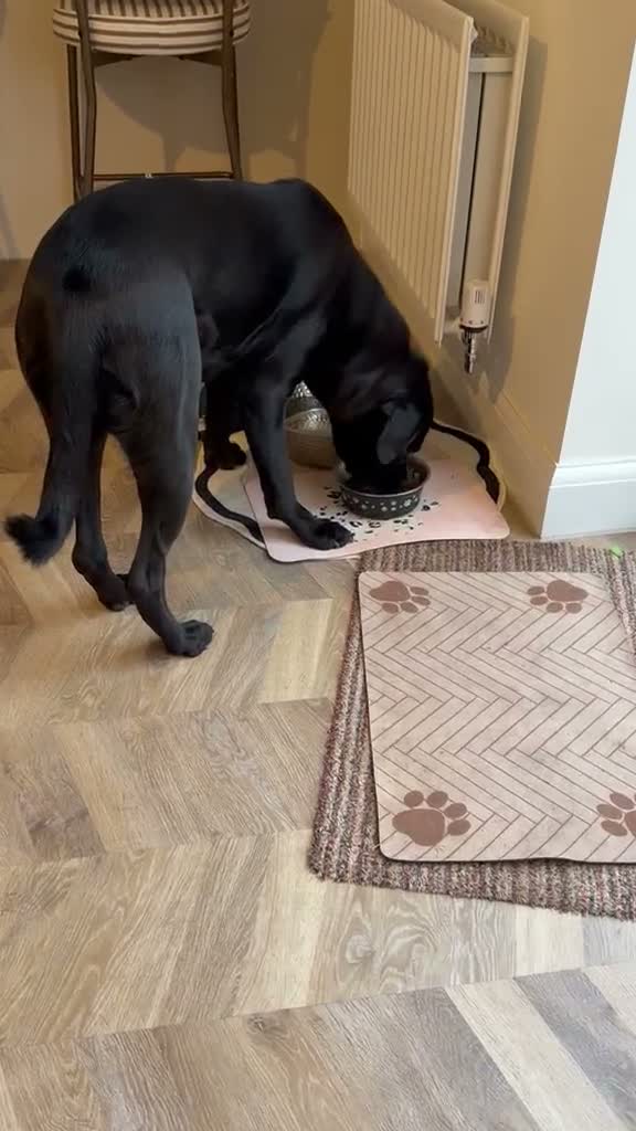 Mixed Breed dogs for adoption: ❤️🐶 JADA – A GIRL WITH THE SOFTEST HEART - Video 3