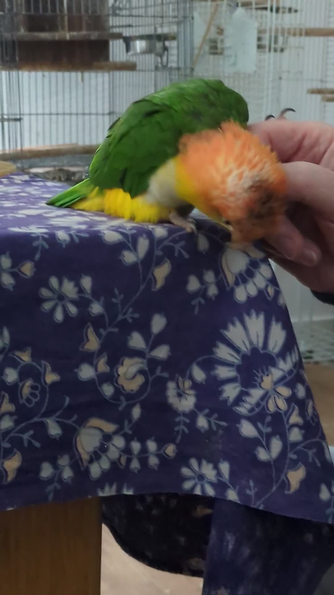 Parrots birds for sale: Yellow headed caiques baby girl very friendly - Video 1