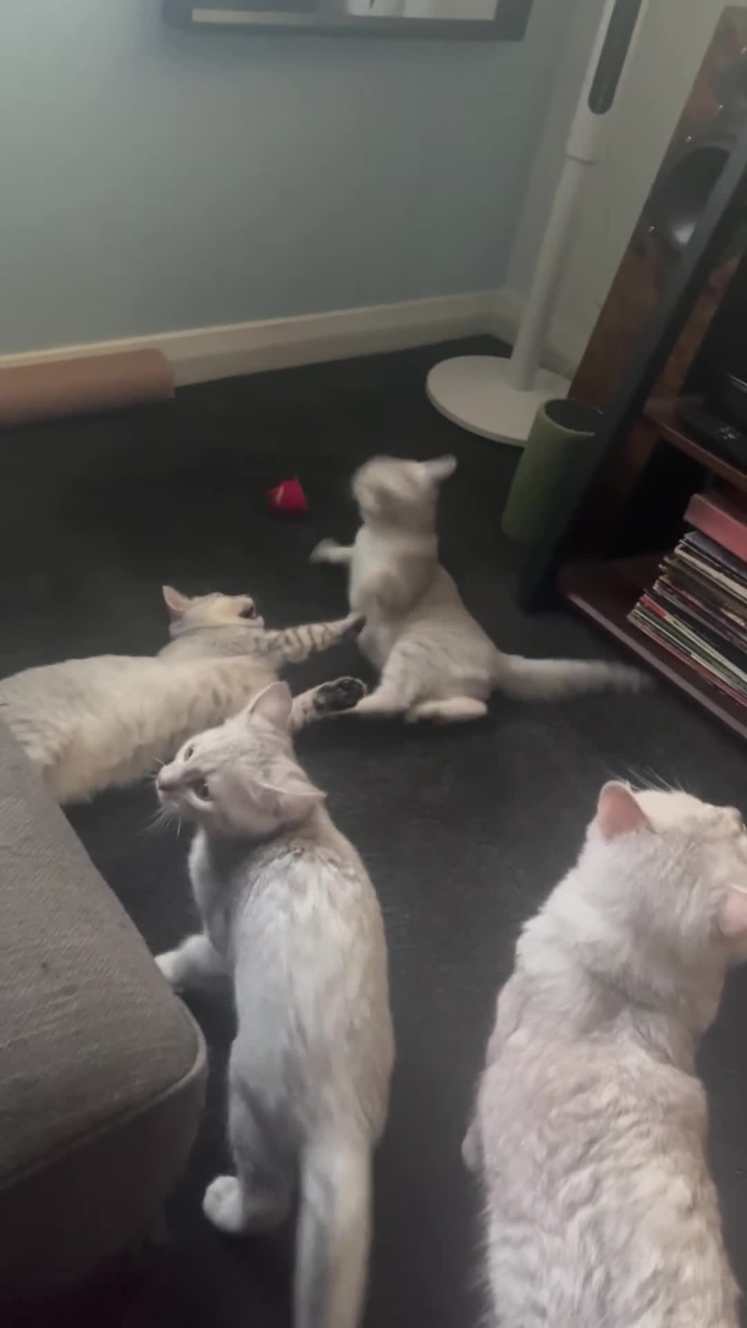 British Shorthair cats for sale: 2 boy BSH kittens left! (£500 for both) - Video 2