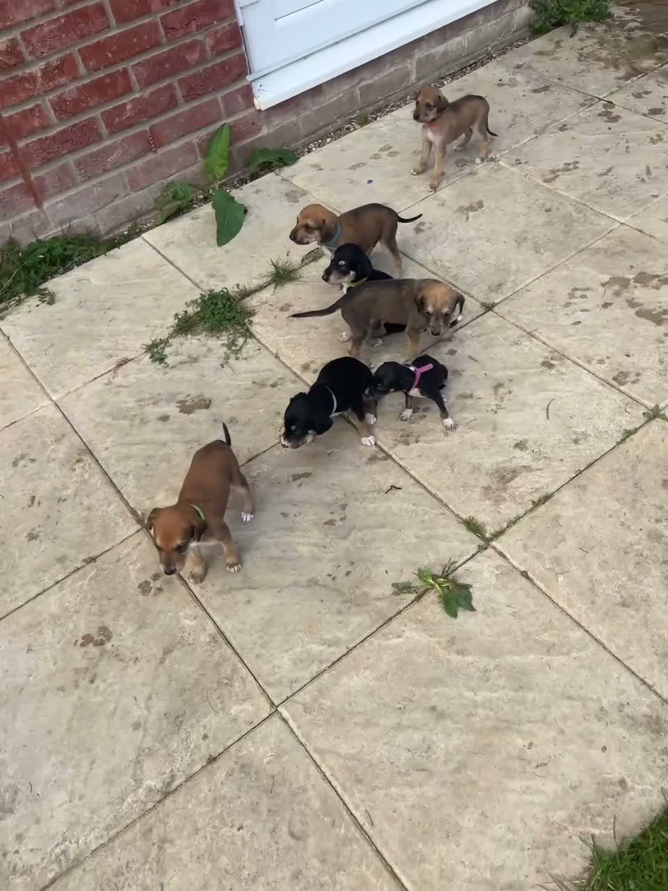 Lurcher dogs for sale: Beautiful lurcher puppies  in Ashford - Video 3