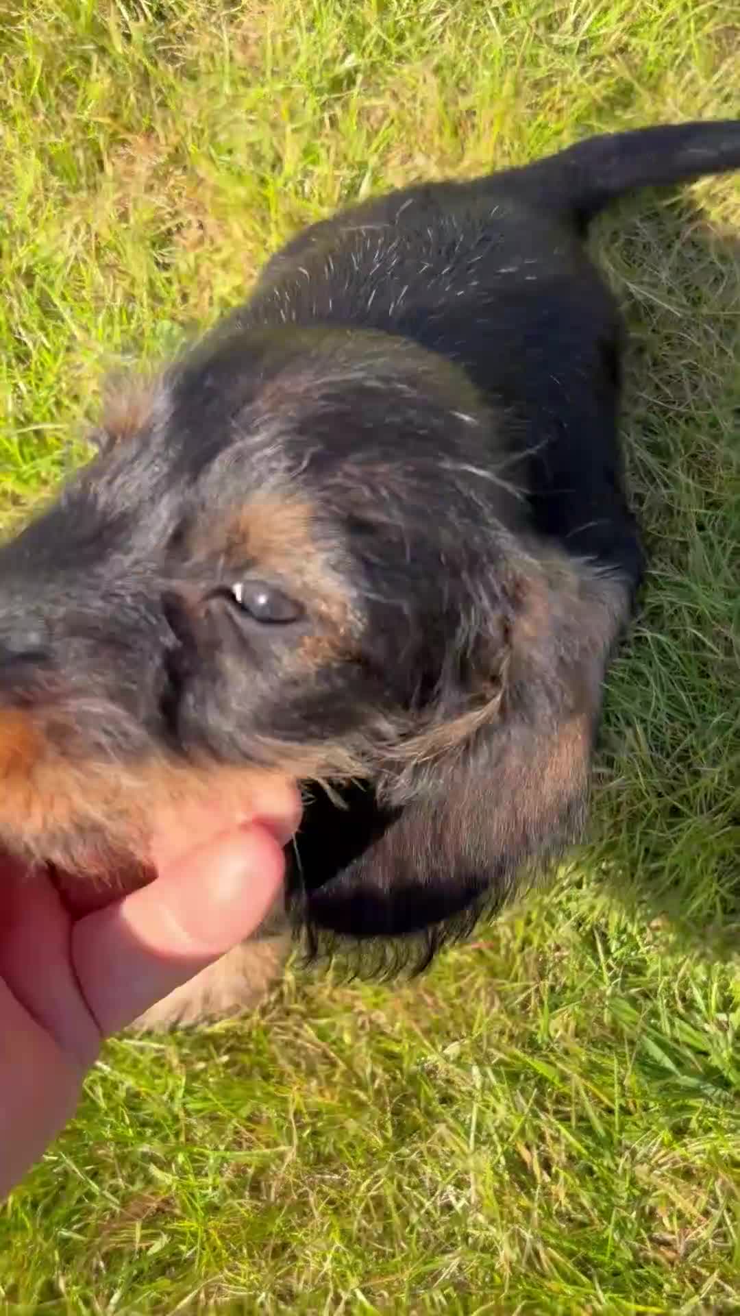 Dachshund dogs for sale: Standard Wire-Haired Dachshund Puppies - Video 2