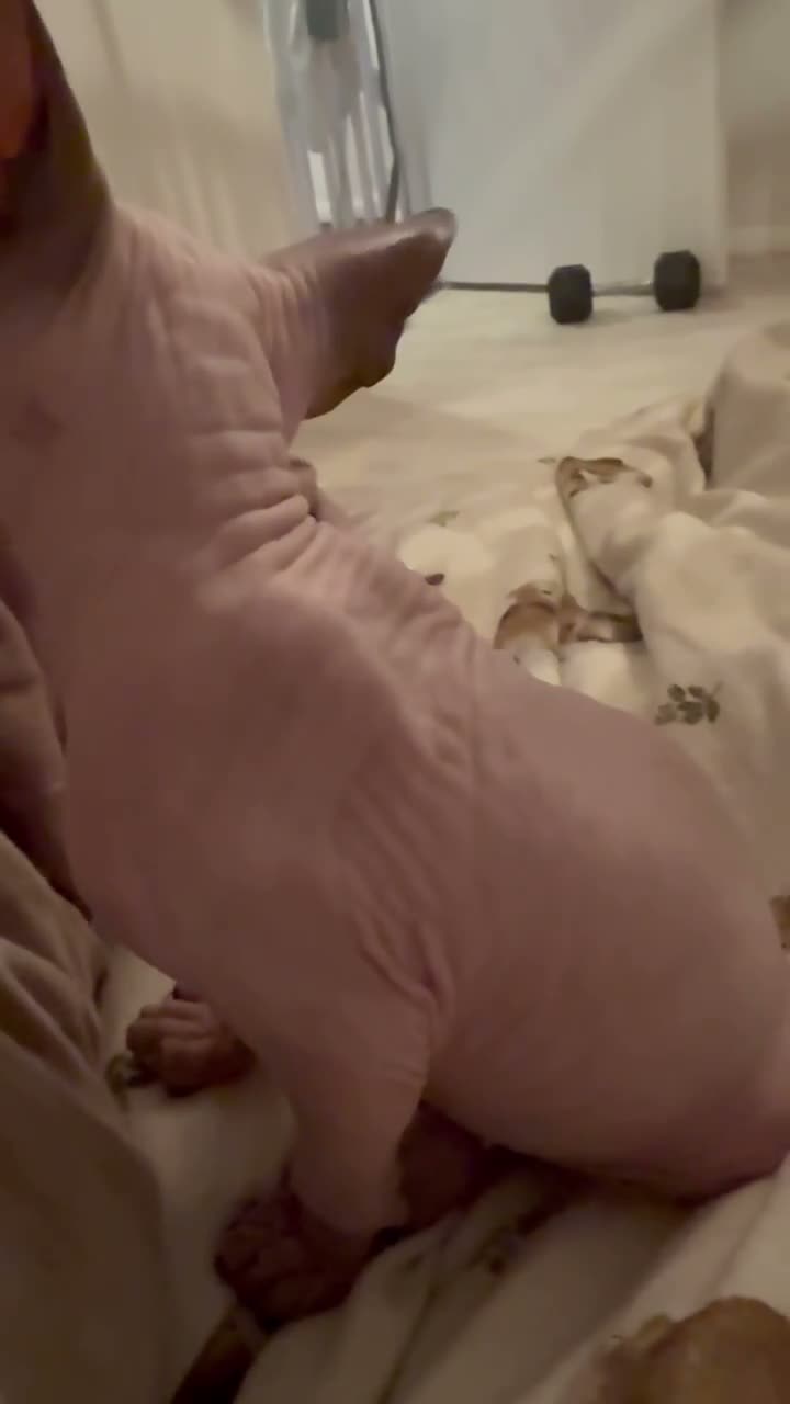 Sphynx cats for sale: Stunning sphinx kittens  - Video 1