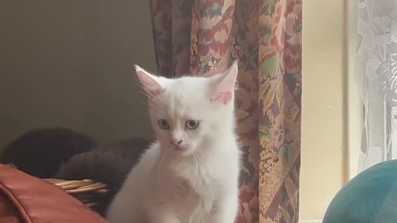 Mixed Breed cats for sale: Amazing Personalities  - Video 1