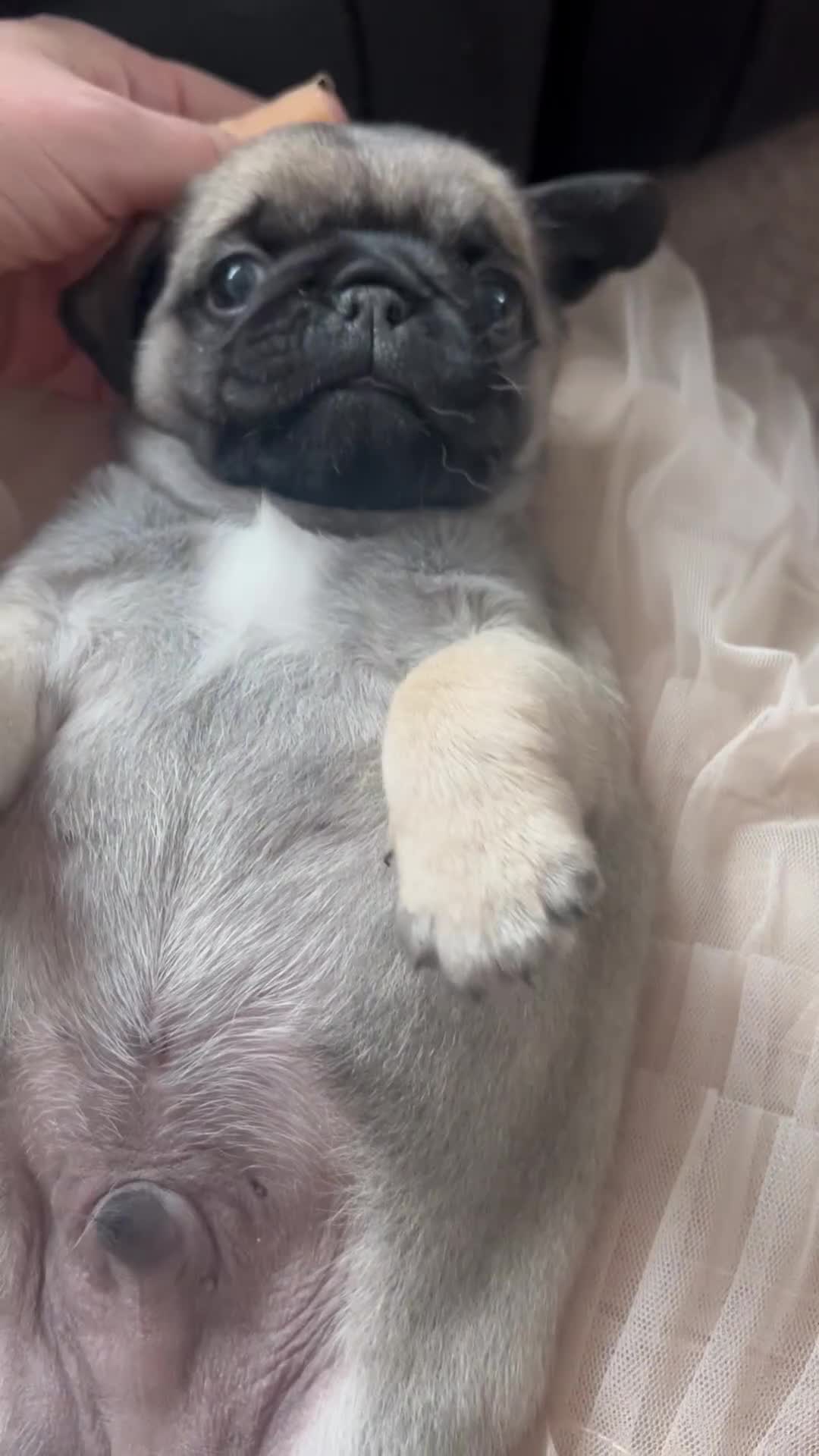Pug dogs for sale: 1 pug (shug) who was reserved has became available - Video 1