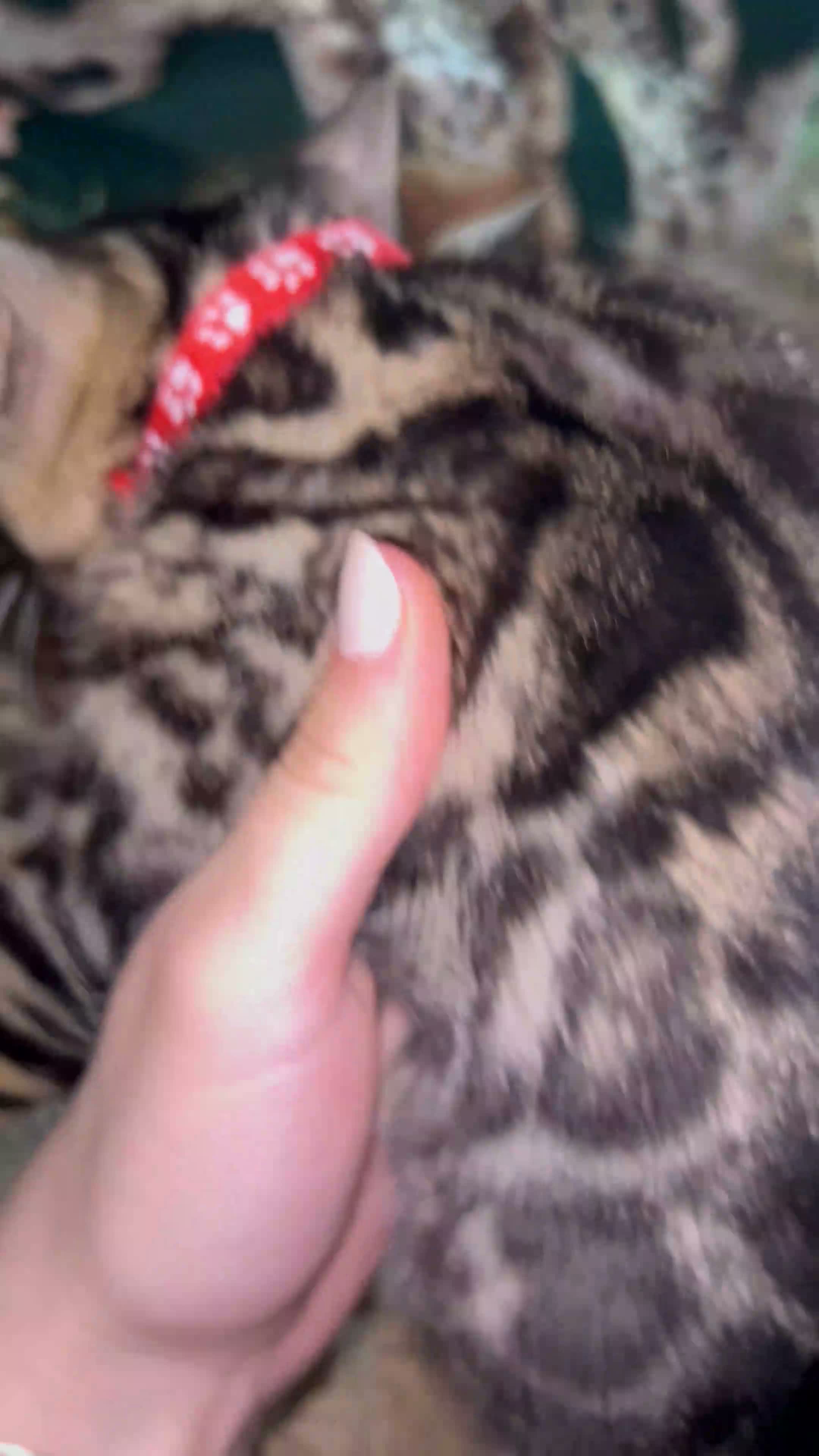 Bengal cats for sale: Pure Bengal Kittens ❤️ready for their new home 🏡  - Video 2