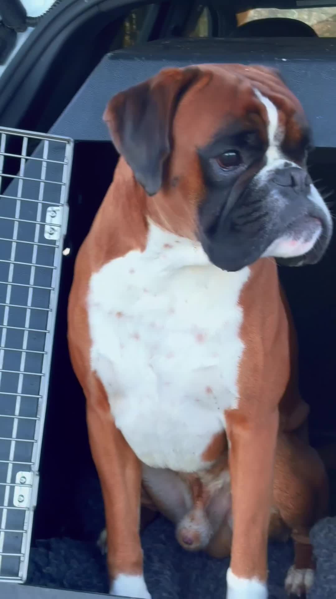 Boxer dogs for stud: Fully Health tested euro / kc reg Boxsanuk Gelso  in Newcastle upon Tyne - Video 3