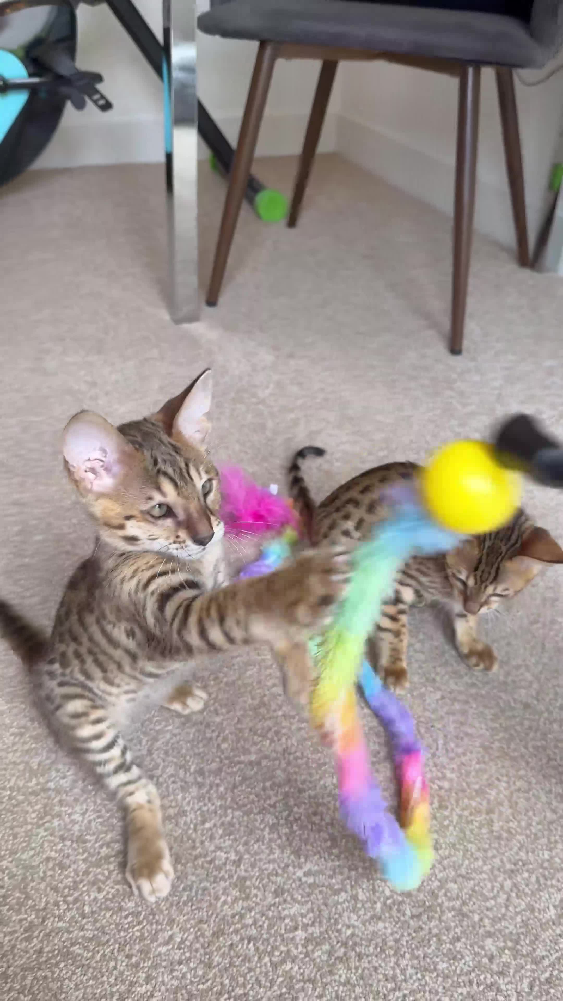 Savannah cats for sale: TICA Reg F3 Savannah Female Kitten ONE LEFT - Video 1