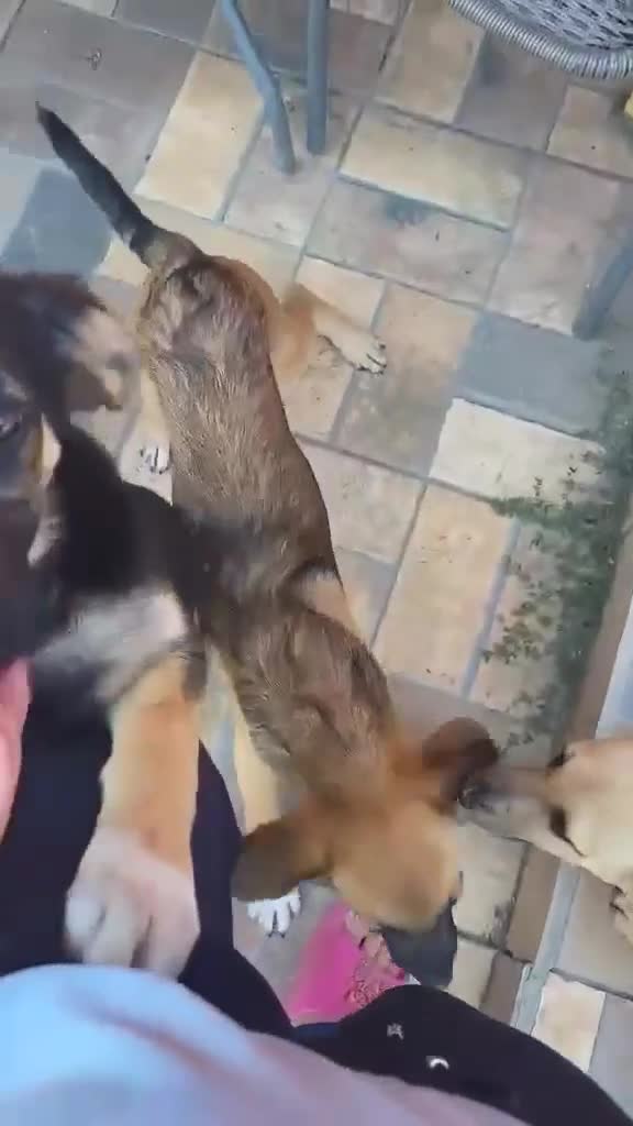 Mixed Breed dogs for adoption: CADBURY 5 months M playful/loves dogs, kids, cats! - Video 1